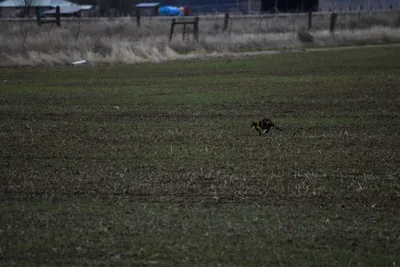 DSC_5870 (Large).JPG